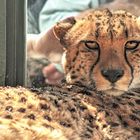 Leopard im Tiergarten Schönbrunn