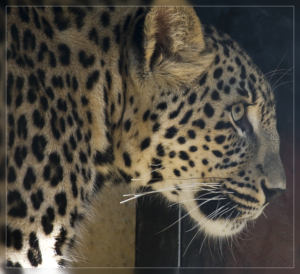 Leopard im Tierpark Chemnitz