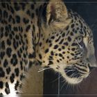 Leopard im Tierpark Chemnitz