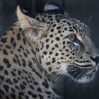 Leopard im Tierpark Chemnitz