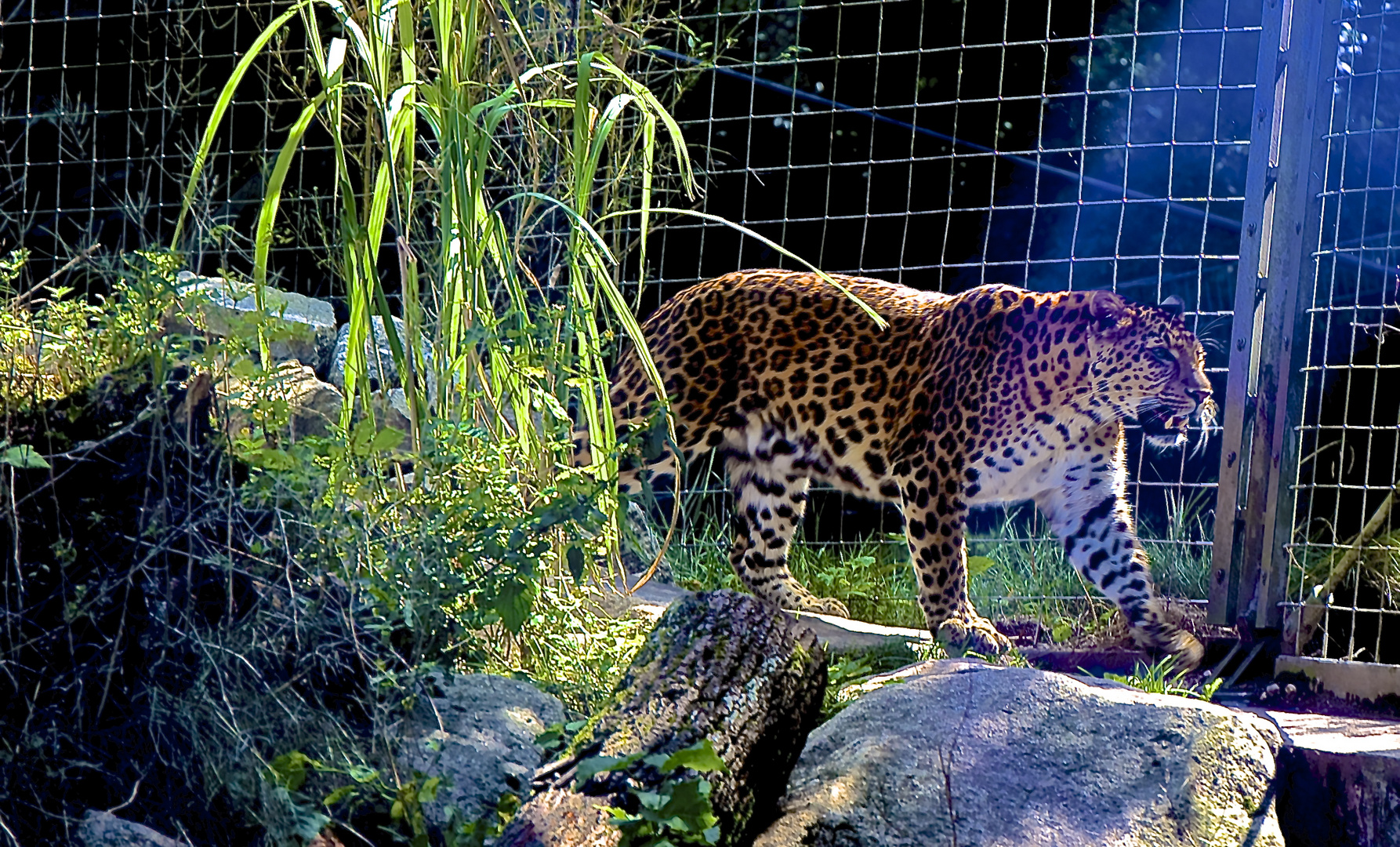 Leopard im Tierpark Hellabrunn