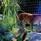 Leopard im Tierpark Hellabrunn