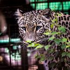 Leopard im Tierpark Nordhorn