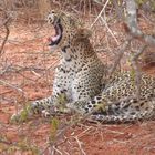 Leopard im Tsavo Ost Nationalpark