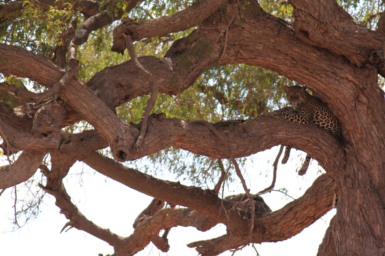 Leopard im Tsavo Ost Nationalpark, Kenia