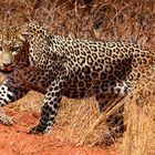 Leopard im Tsavo West