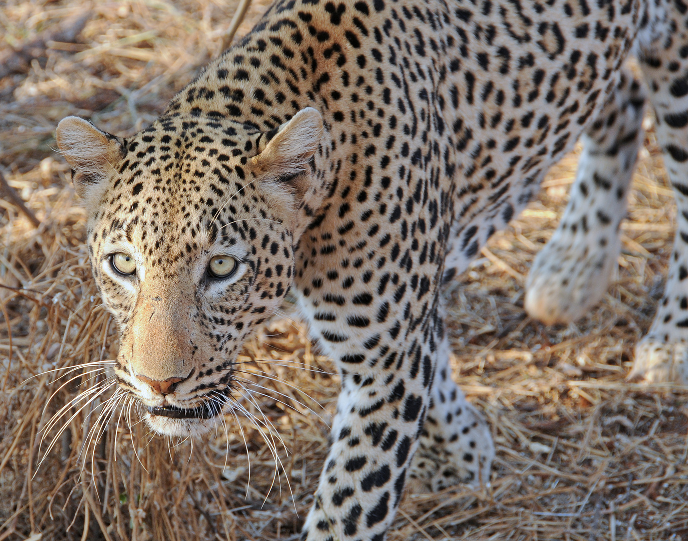 Leopard im Tsavo West Nationalpark Kenia