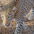 Leopard im Tsavo West Nationalpark Kenia