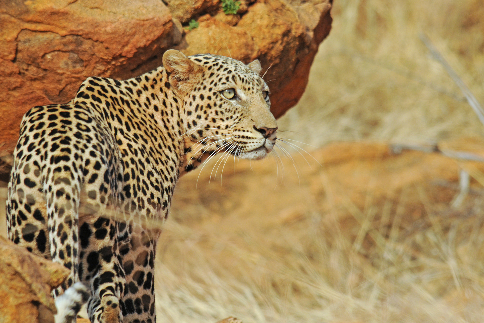 Leopard im Tsavo West NP Kenia