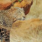 Leopard im Tsavo West NP Kenia