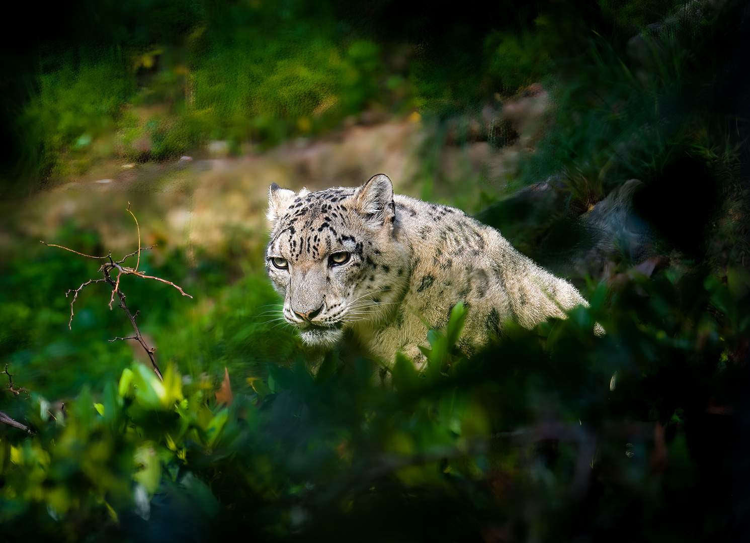 Leopard im Versteck