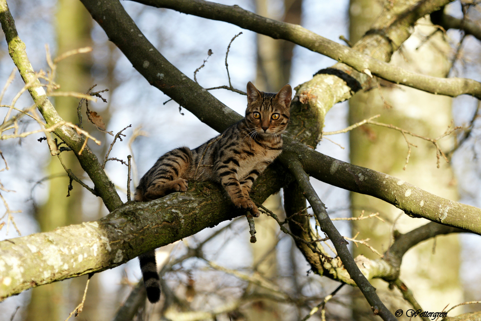 Leopard im Wald :)