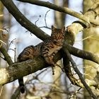 Leopard im Wald :)