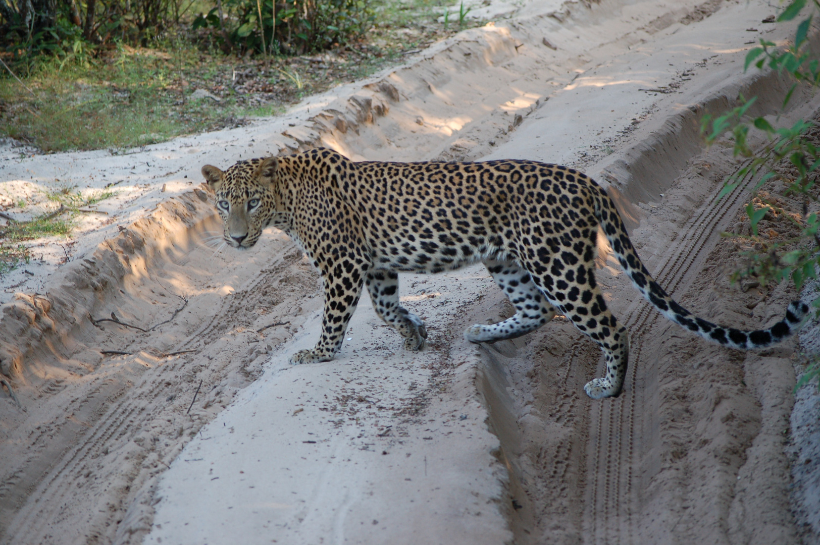 Leopard im Wilpattu Nationalpark