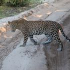 Leopard im Wilpattu Nationalpark