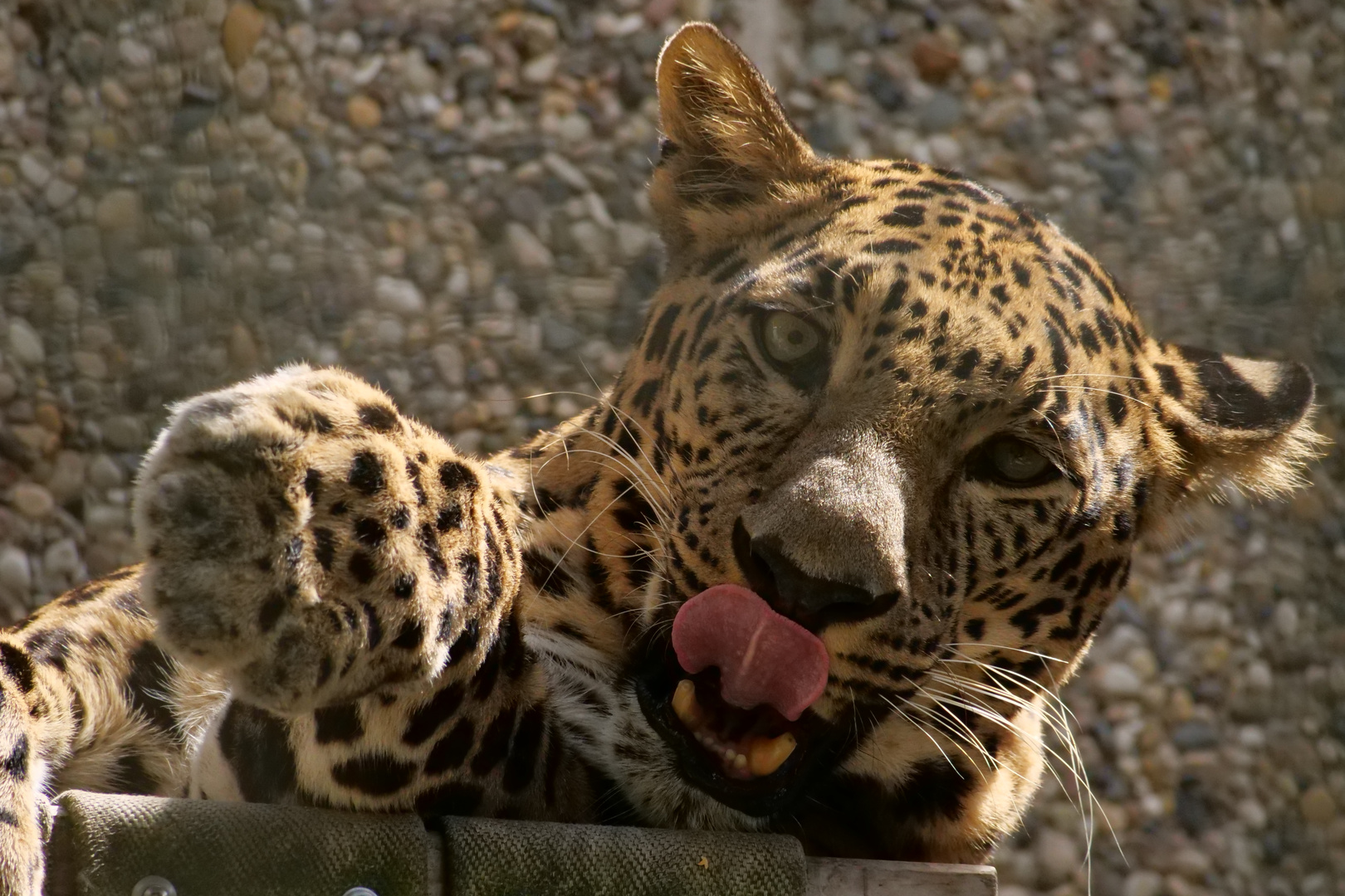 Leopard im Wuppertaler Zoo