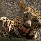 Leopard im Wuppertaler Zoo