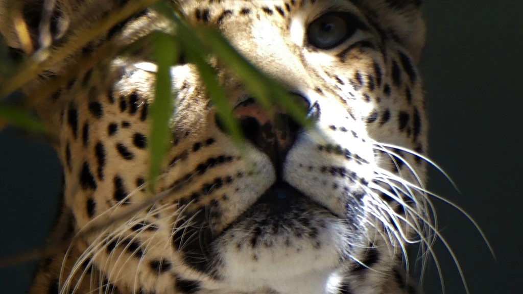 Leopard im Wuppertaler Zoo