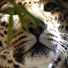 Leopard im Wuppertaler Zoo