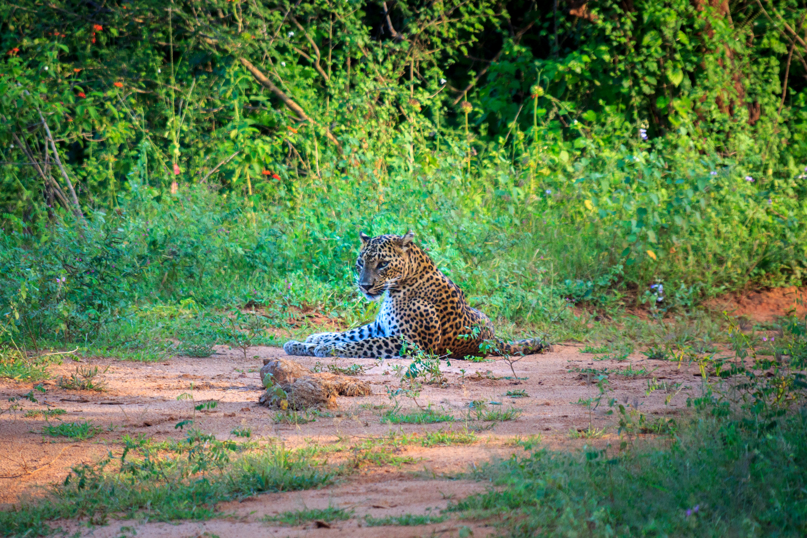 Leopard im Yala National Park