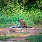 Leopard im Yala National Park