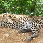 Leopard im Yala-Nationalpark