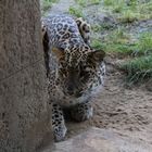 Leopard im Zoo Hannover #1