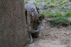 Leopard im Zoo Hannover #1