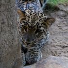 Leopard im Zoo Hannover #2