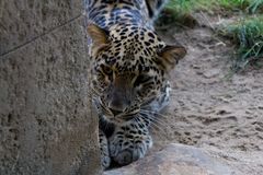 Leopard im Zoo Hannover #2