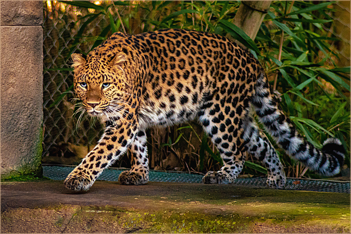 leopard im Zoo Hannover