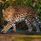 leopard im Zoo Hannover