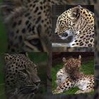 Leopard im Zoo Nordhorn