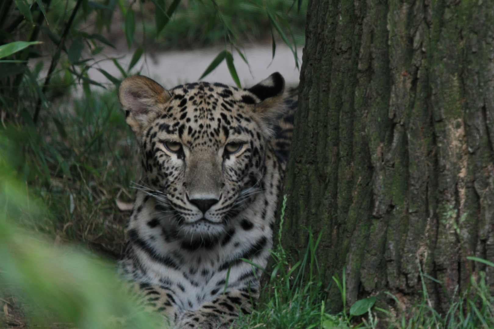 Leopard im Zoo von Hannover