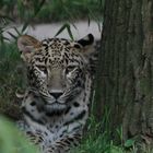 Leopard im Zoo von Hannover