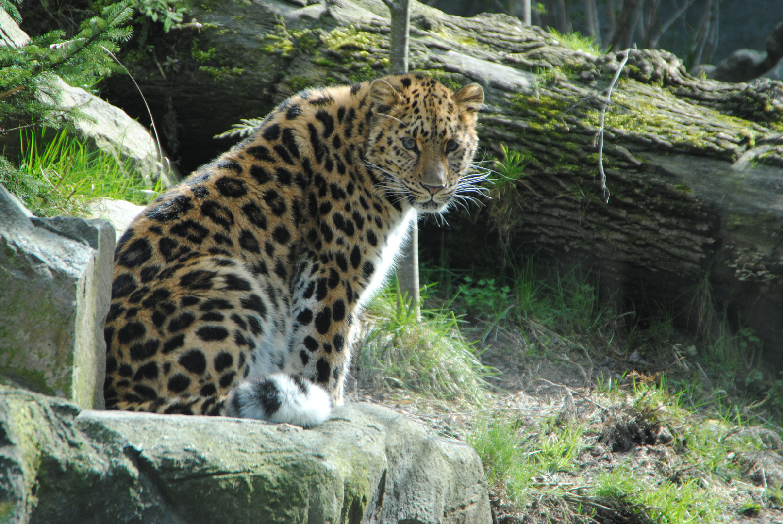 Leopard im Zoogehege Leipzig