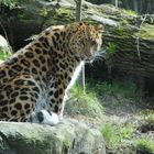 Leopard im Zoogehege Leipzig