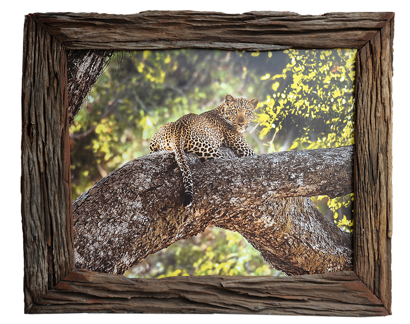 Leopard in a tree