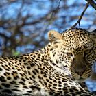 Leopard in a tree, Tanzania