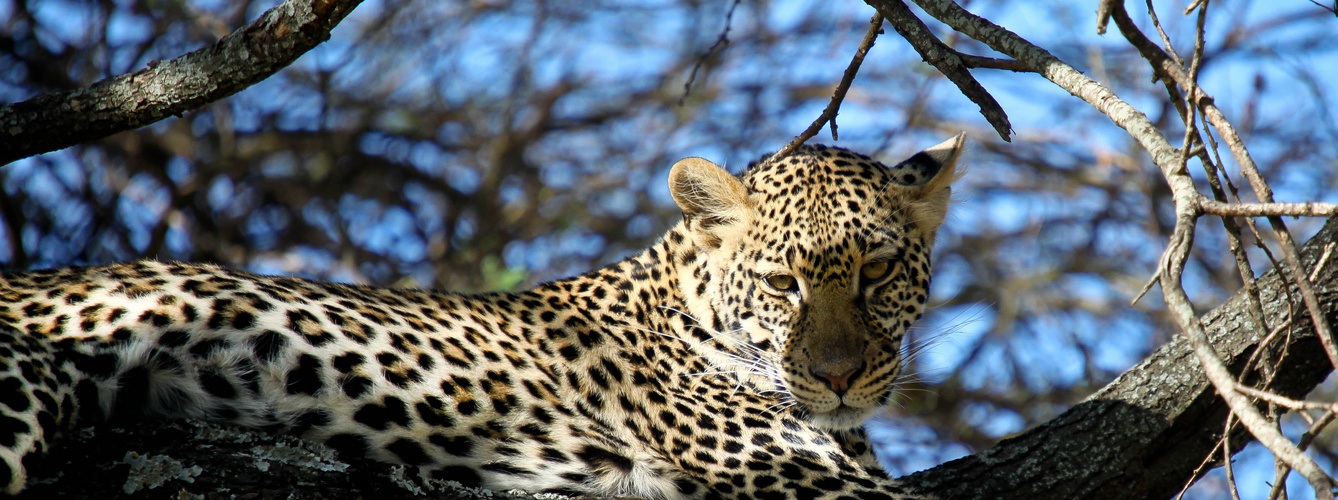 Leopard in a tree, Tanzania