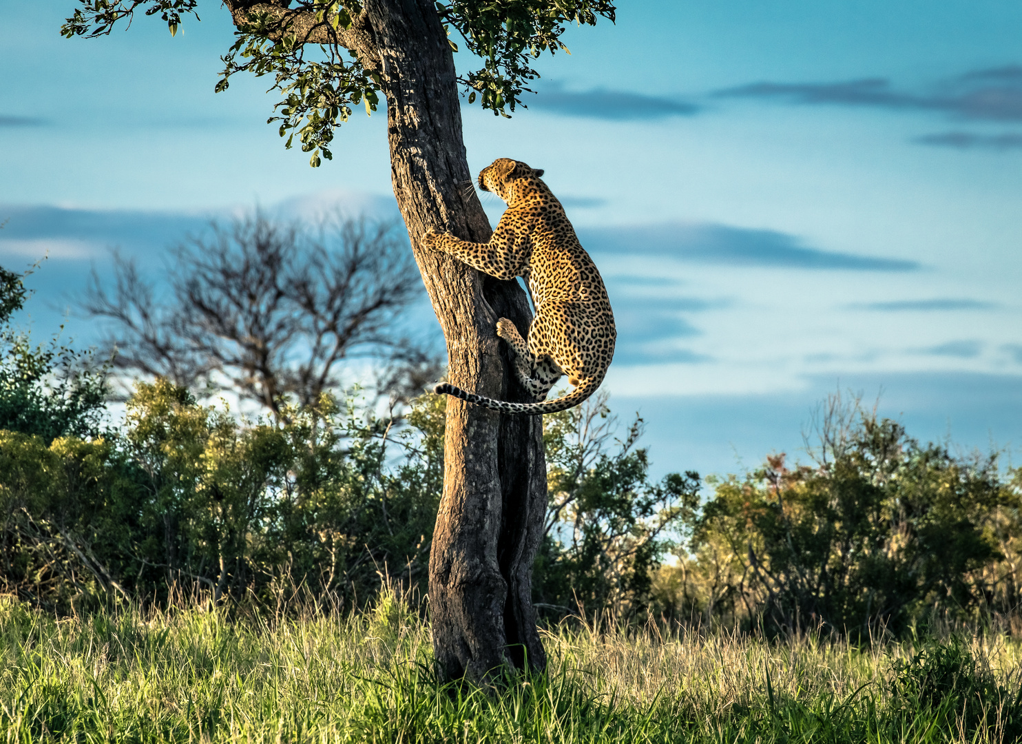 Leopard in Action