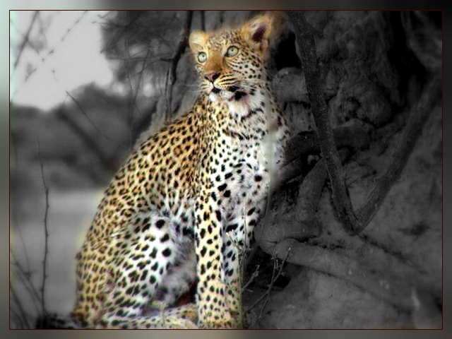 Leopard in Afrika