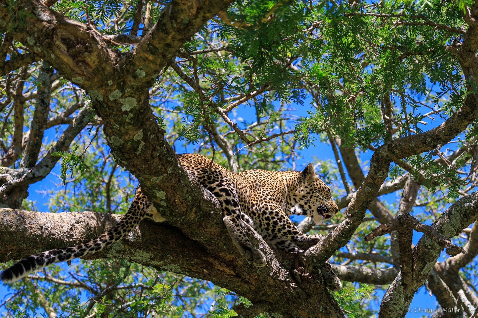 Leopard in Baum