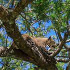 Leopard in Baum