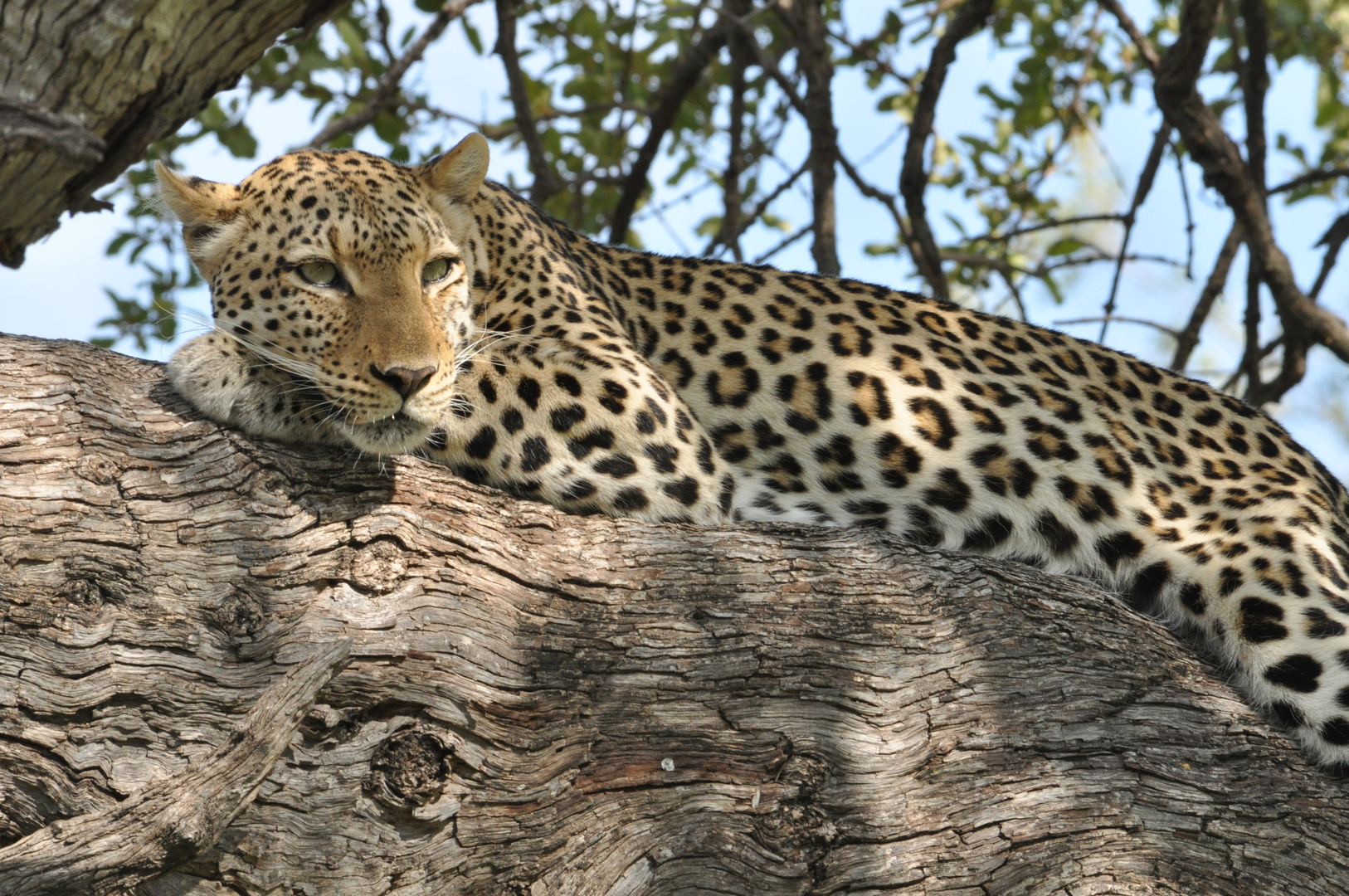 Leopard in Botswana