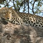 Leopard in Botswana