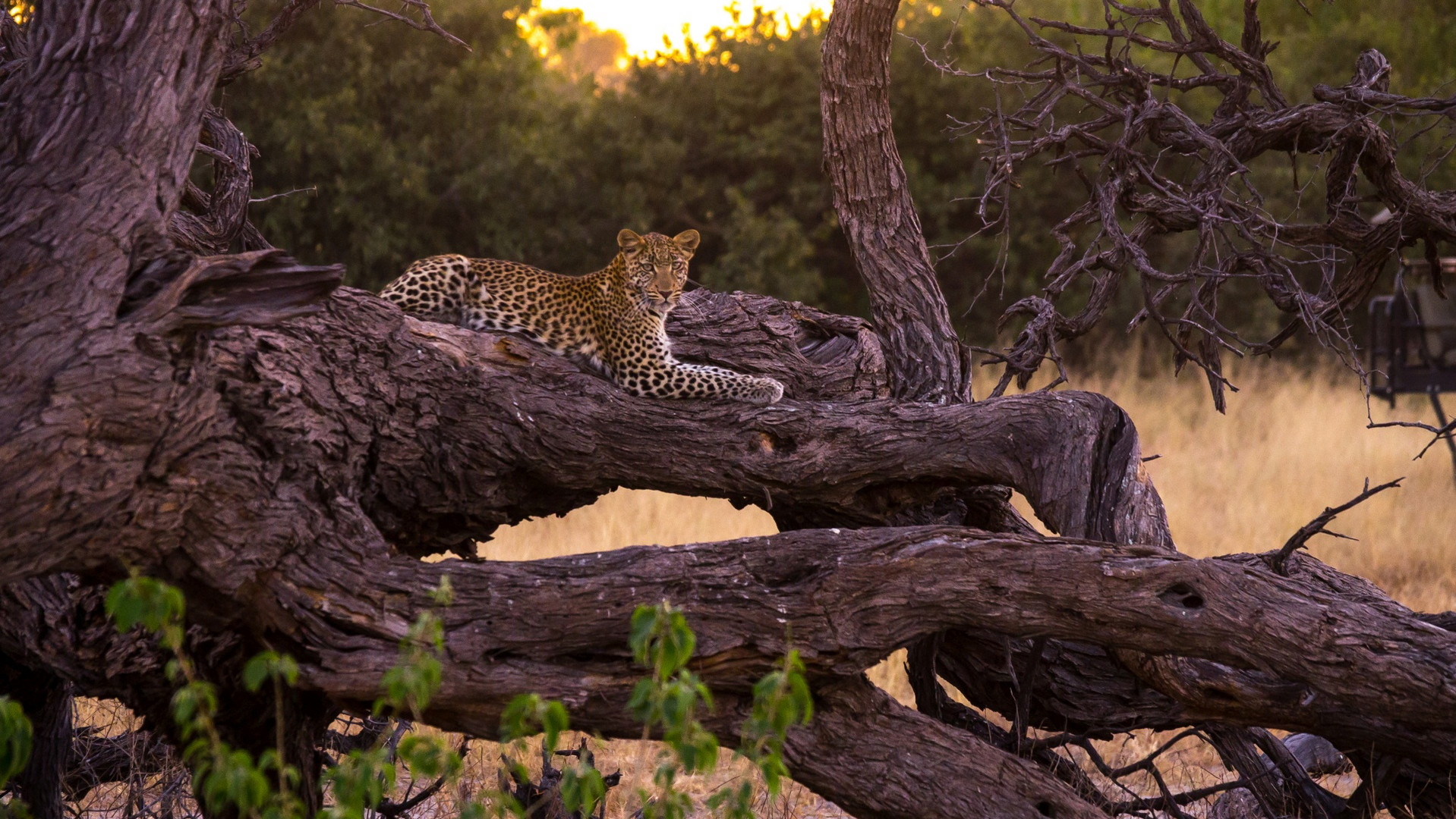 Leopard in Botswana