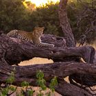 Leopard in Botswana