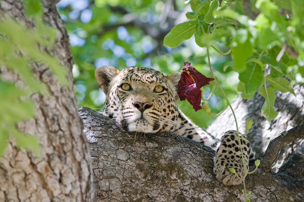 Leopard in Botswana II