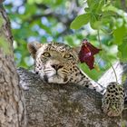 Leopard in Botswana II